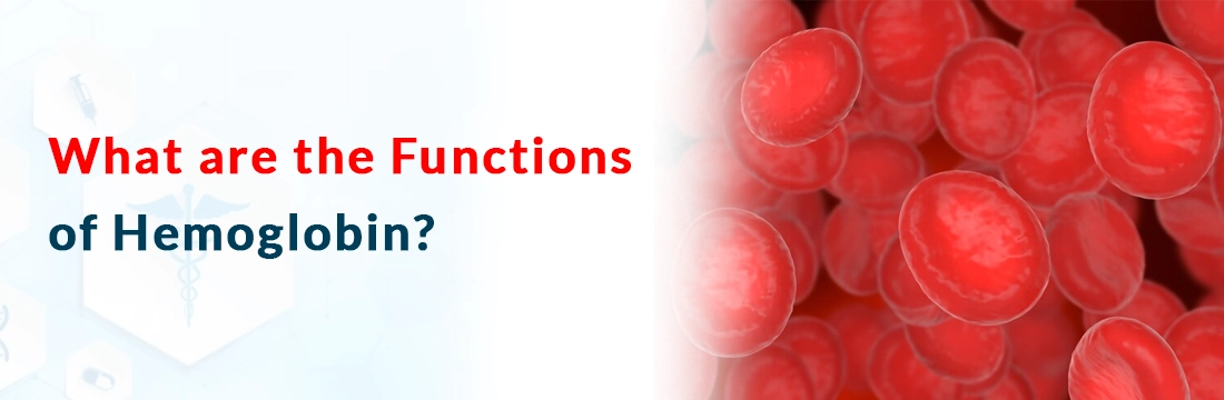  What are the Functions of Hemoglobin?